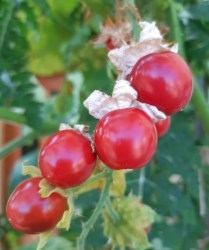 giant litchi